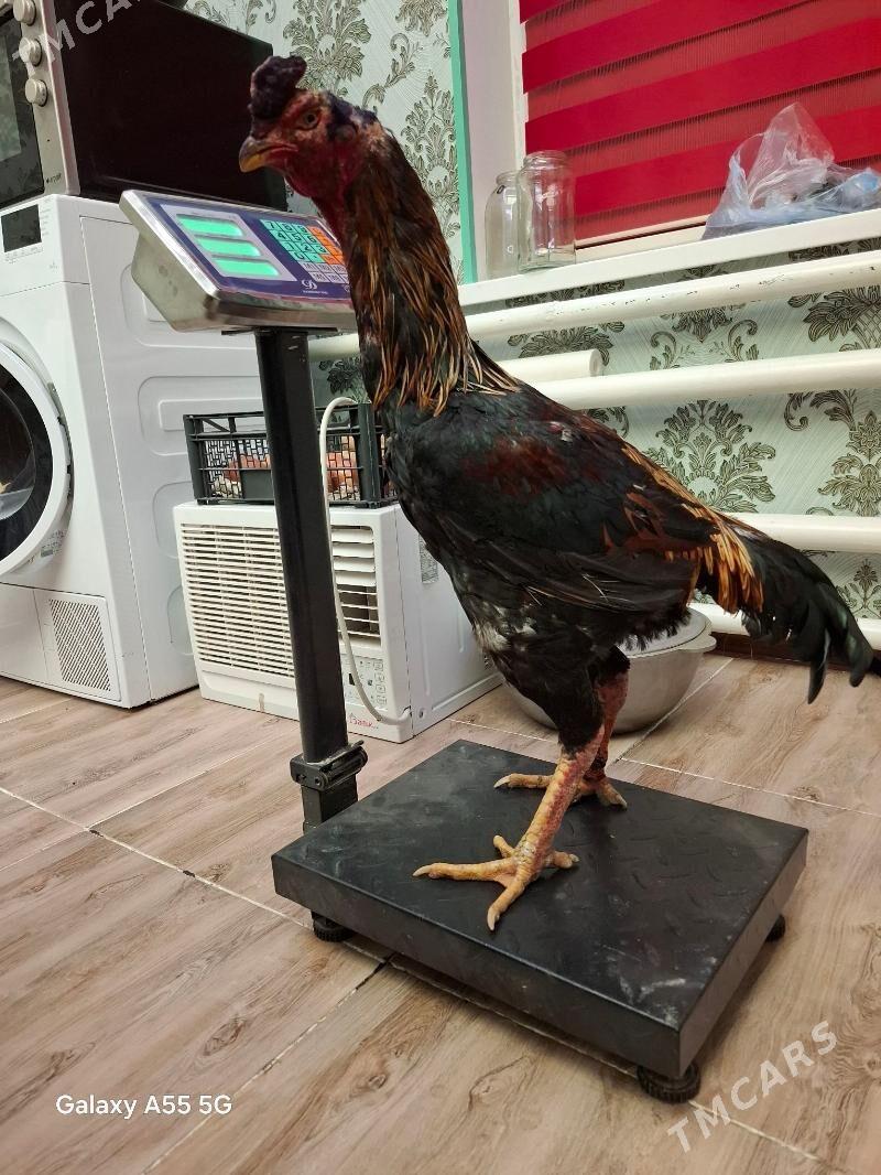 baysof horoz - Туркменабат - img 1