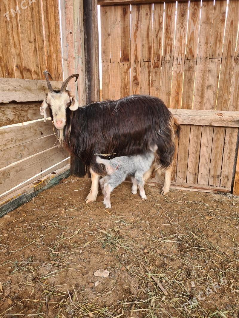 Owlakly Geçi we Bogaz Geçi - Türkmenbaşy - img 1