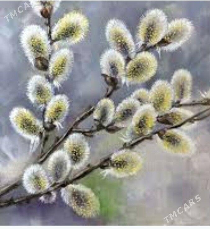 верба - Бекреве - img 1