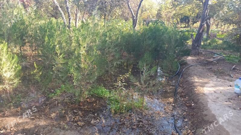 Tuya. yolka - Багир - img 1