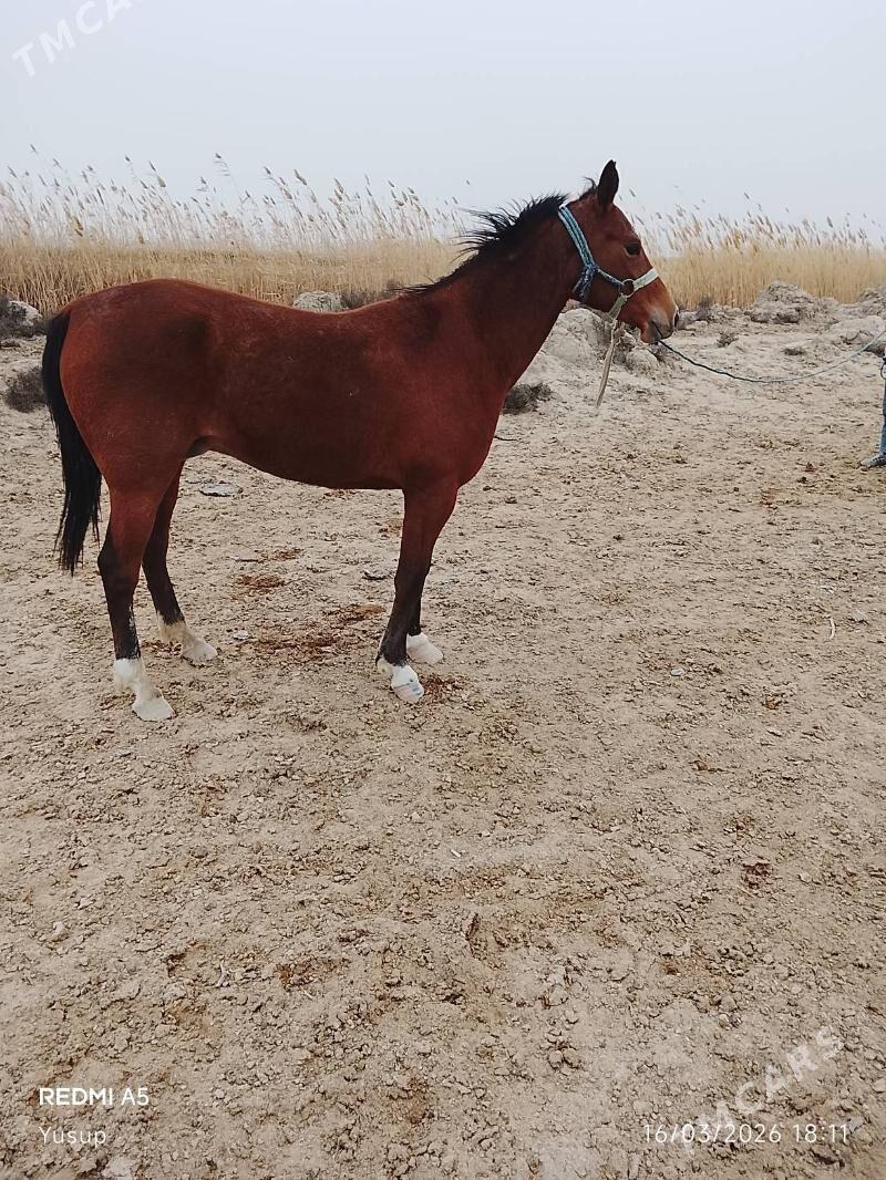 Tohum baytal - Гызыларбат - img 1