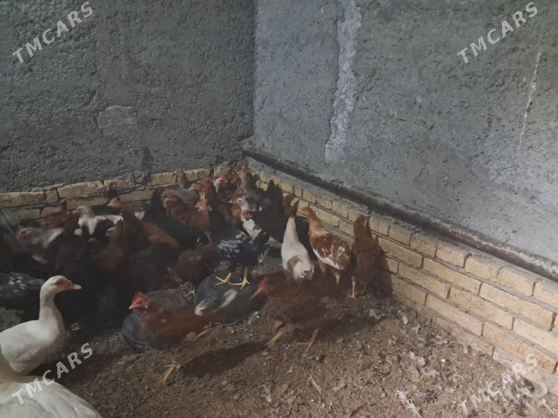 towuk juyje - Türkmenabat - img 1