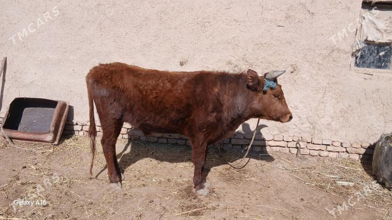 okuz - Шабатский этрап - img 1