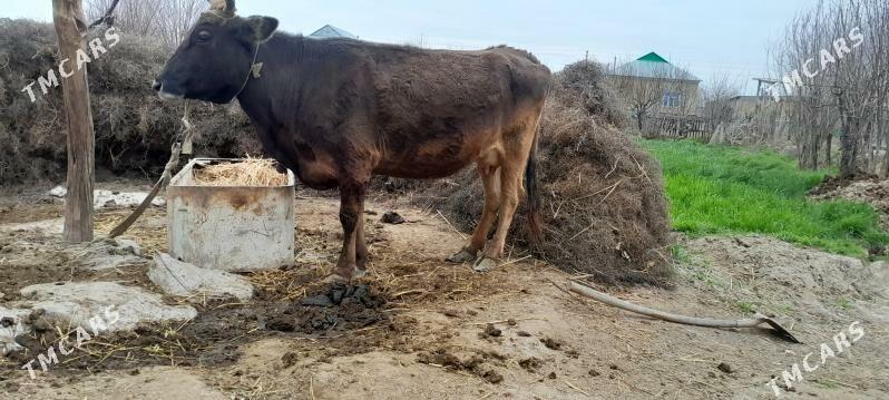 SYGYR - Гёкдепе - img 1