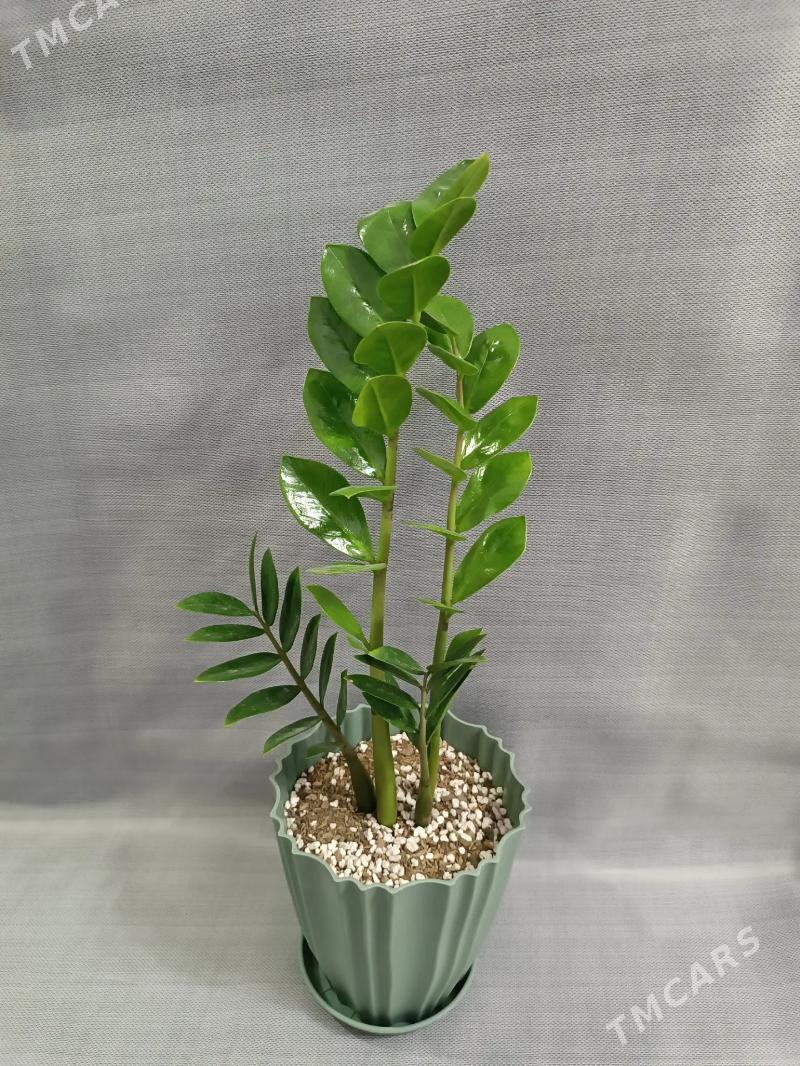 ЗАМИОКУЛЬКАС - Aşgabat - img 1