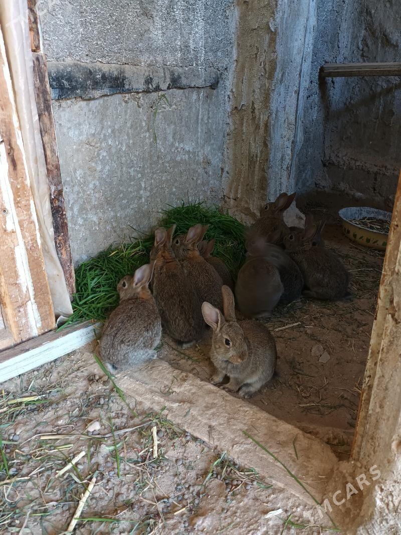 Duz bn garylan towsan - Балканабат - img 1