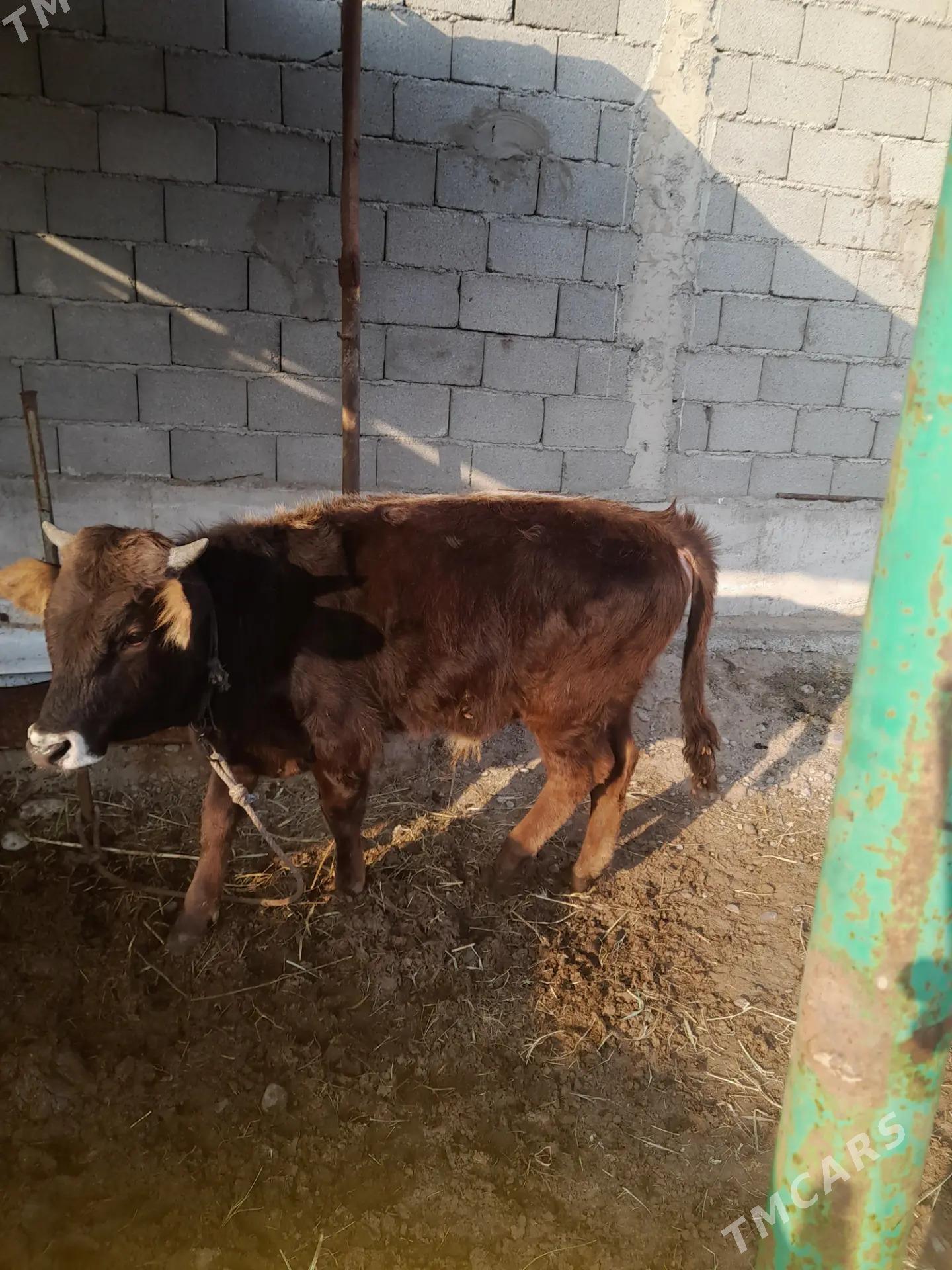 Okuz - Ашхабад - img 1