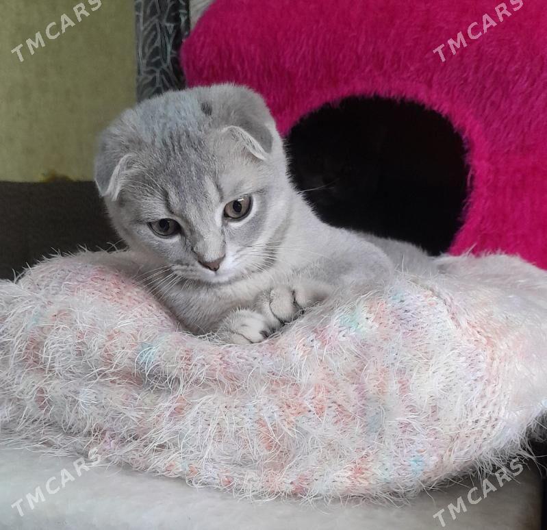 шотландская шиншилла - Aşgabat - img 1