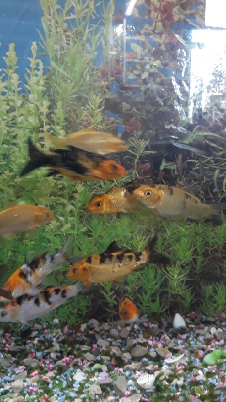 карп коя - Дашогуз - img 1