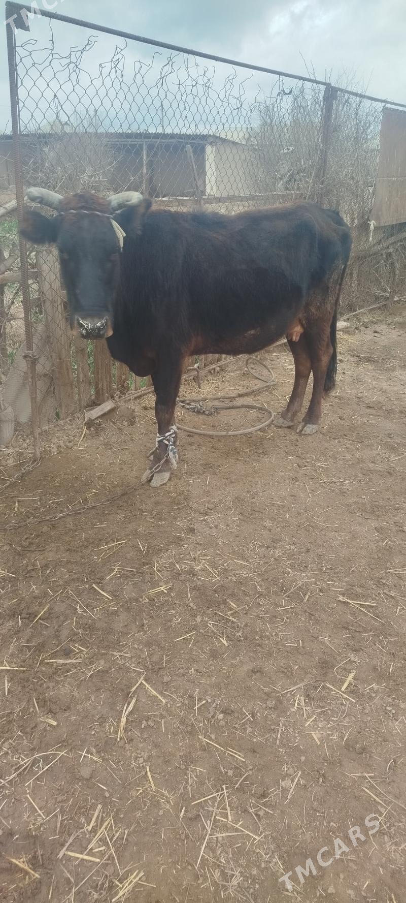 Goleli sygyr - Tejen - img 1