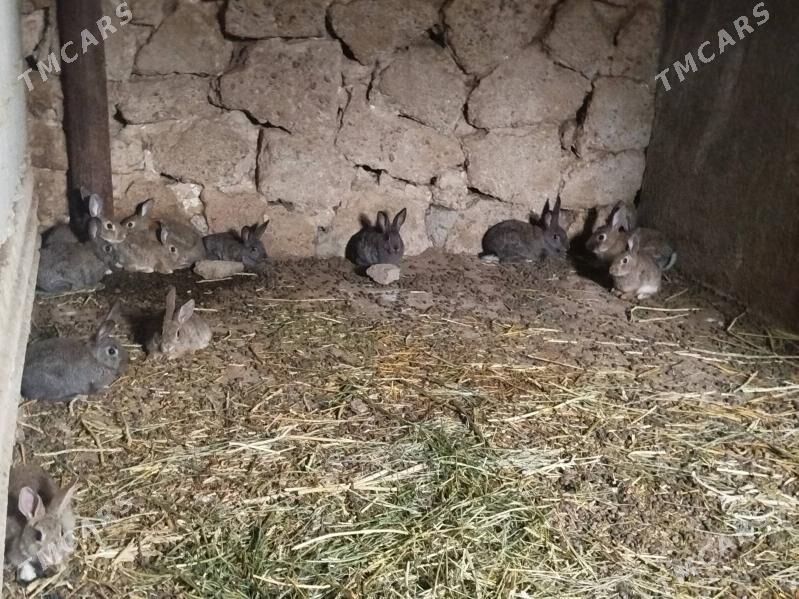 towşan - Гызыларбат - img 1