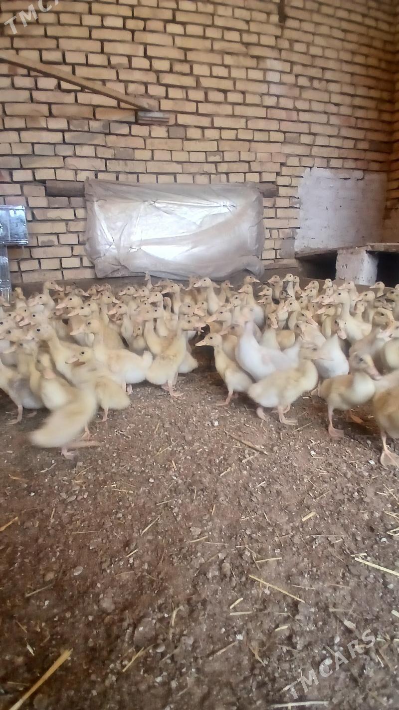 gak gak juyje - Murgap - img 1