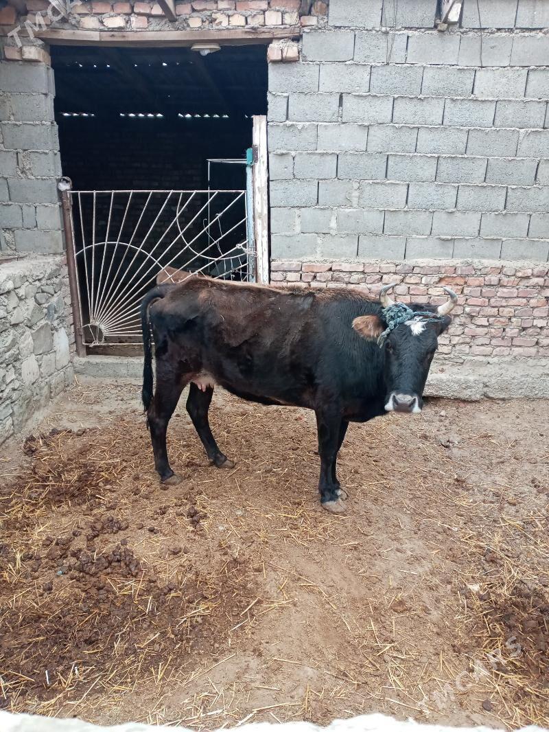 Gysyr Sygyr - Берекет - img 1