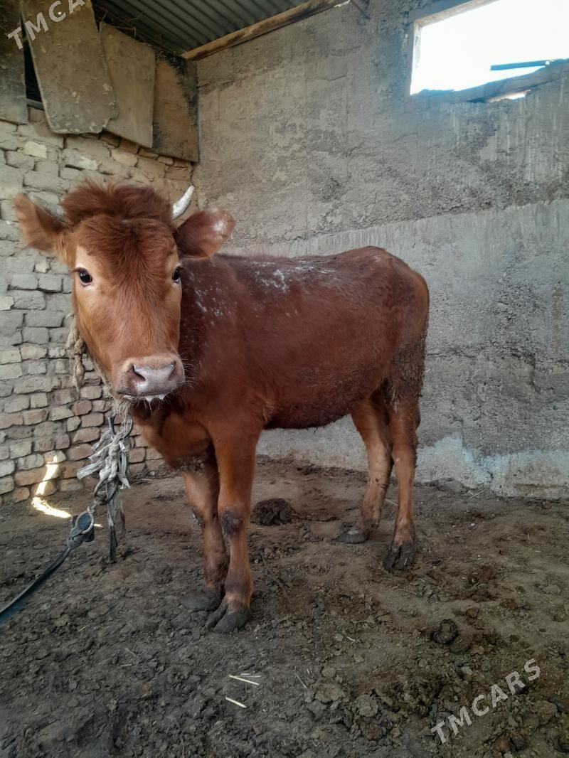 gulajyn gole - Wekilbazar - img 1