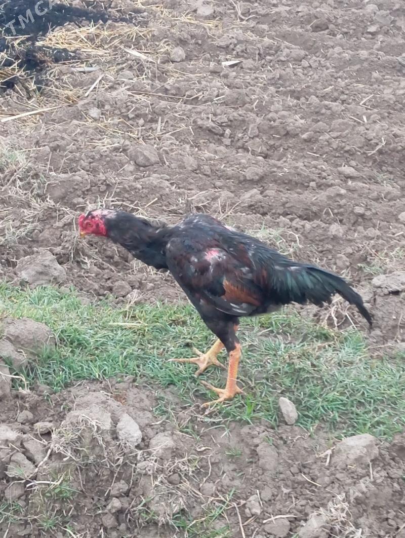 ozbek - Kerki - img 1