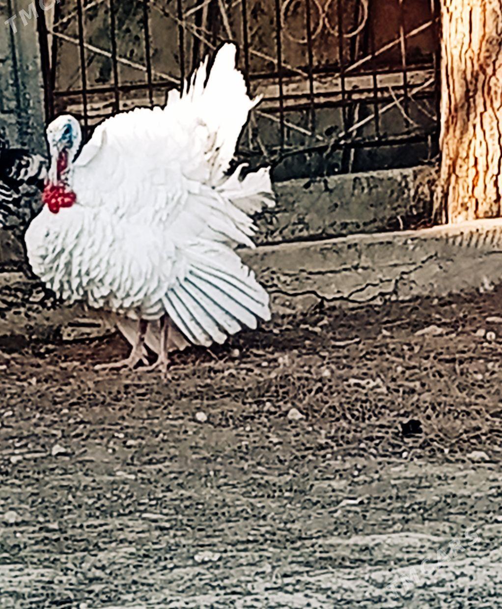 Erkek induk - Gyzylarbat - img 1