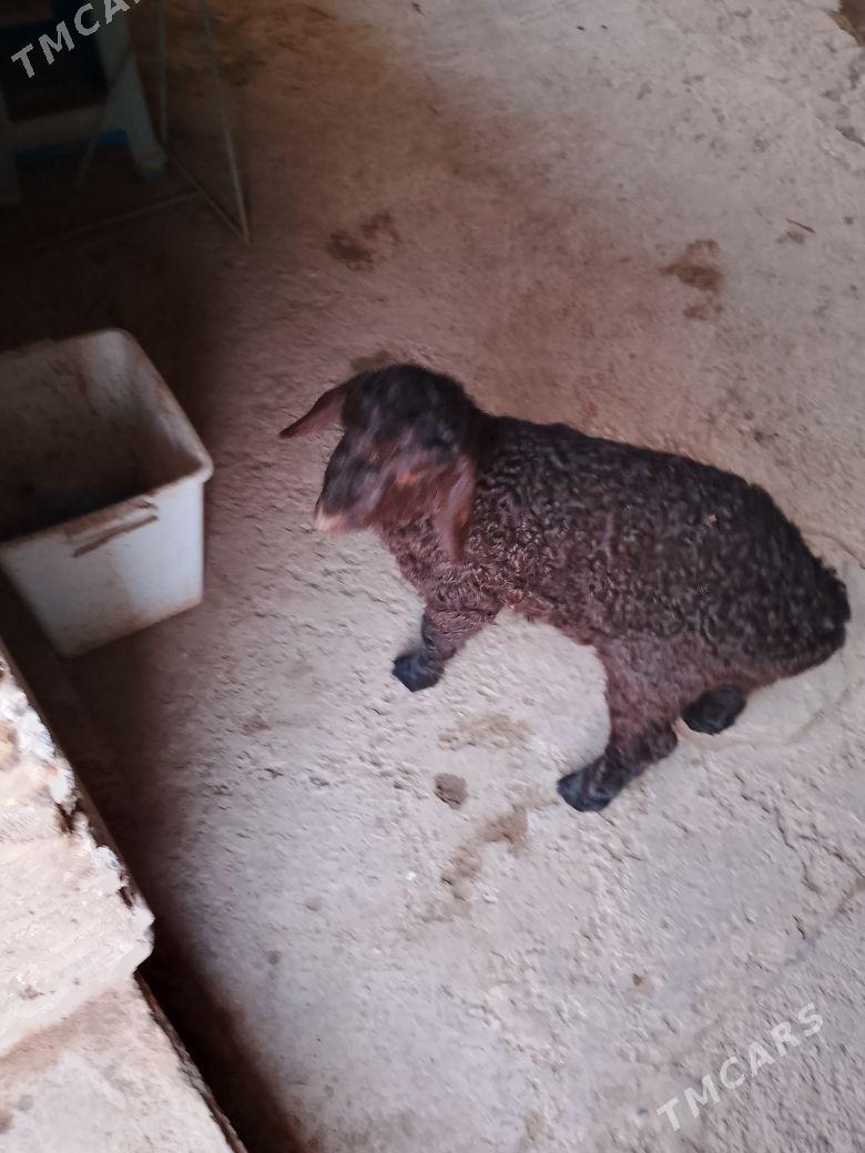 guzy - Türkmenabat - img 1