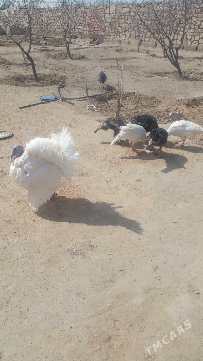 Induk - Туркменбаши - img 1