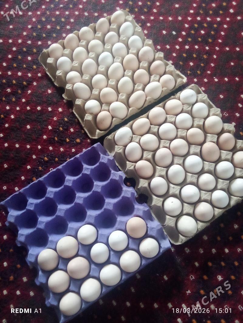 Towuk ýumurtga - Гызыларбат - img 1