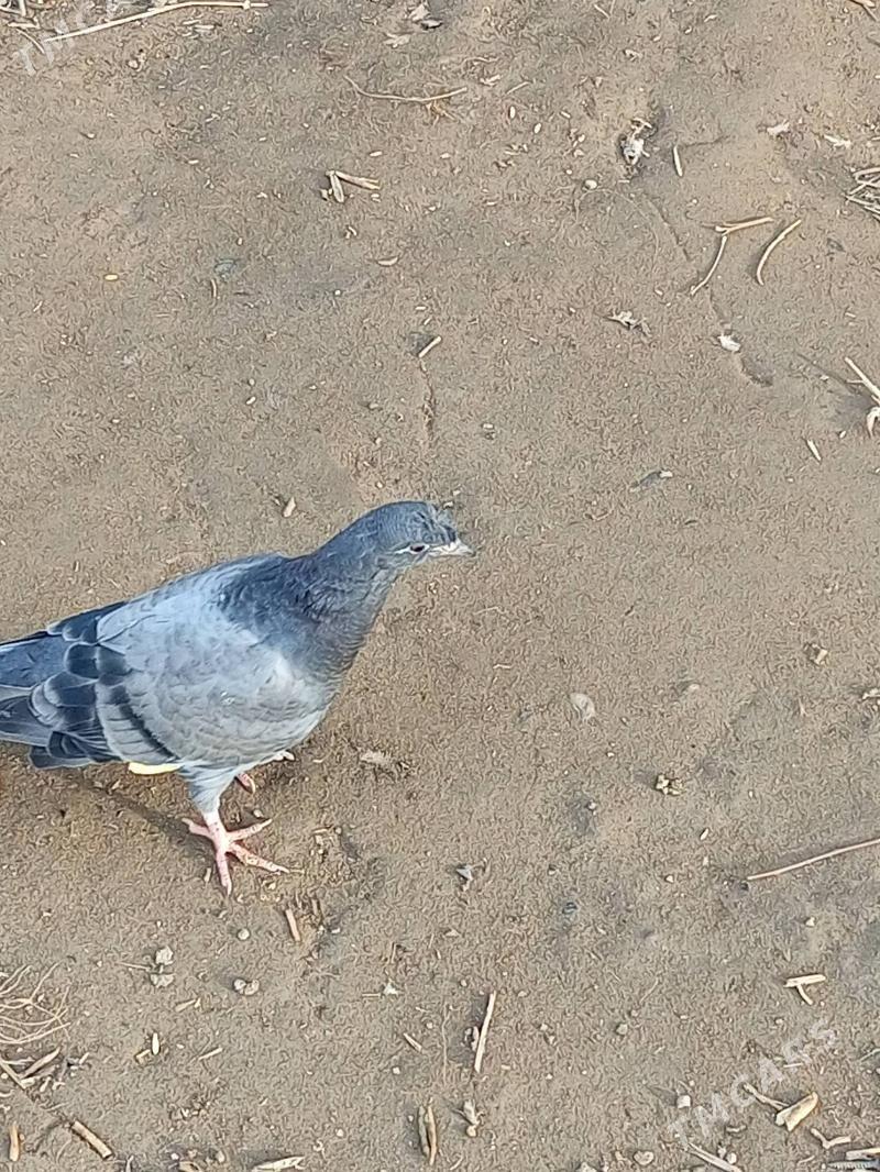 kepder - Türkmenabat - img 1