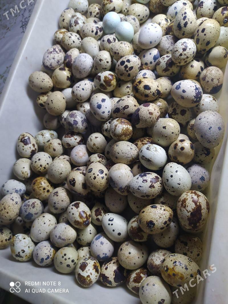 Перепелиные яйца - Гаудан "В" - img 1