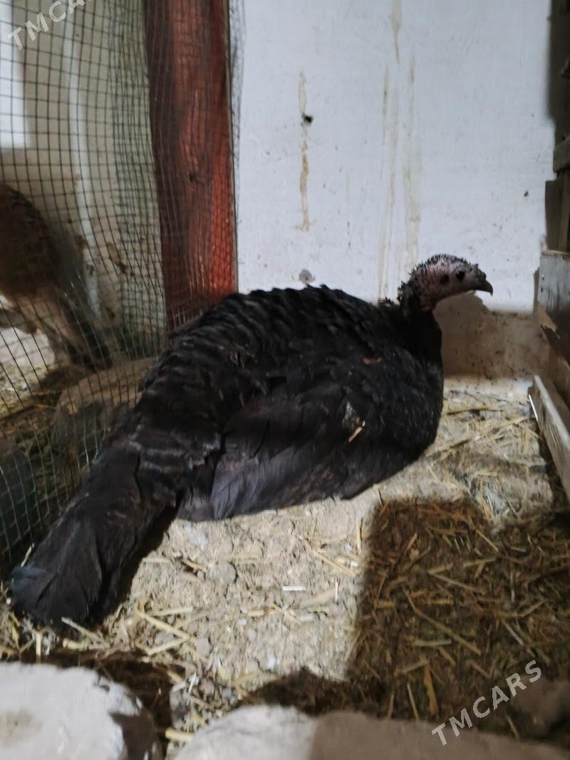 kurk indug - Дашогуз - img 1