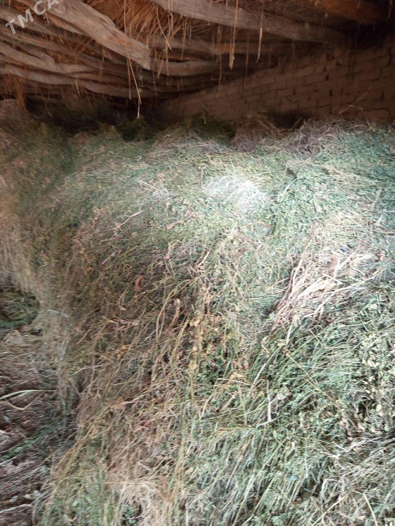 Мал оту - Фарап - img 1