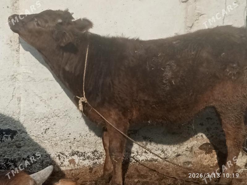 sygyr,tuwe - Bäherden - img 1