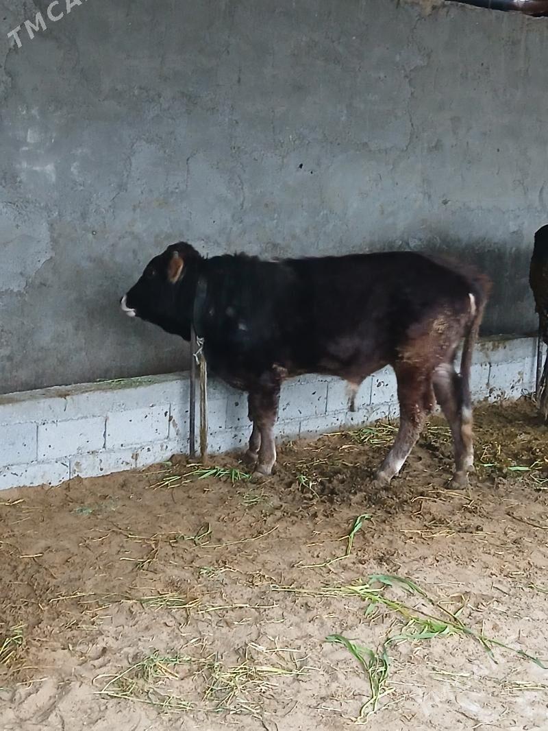 okuz - Büzmeýin - img 1