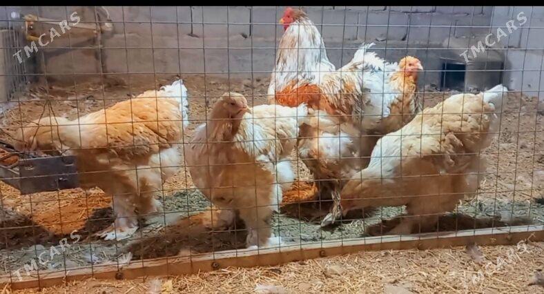 Brama limon - Балканабат - img 1