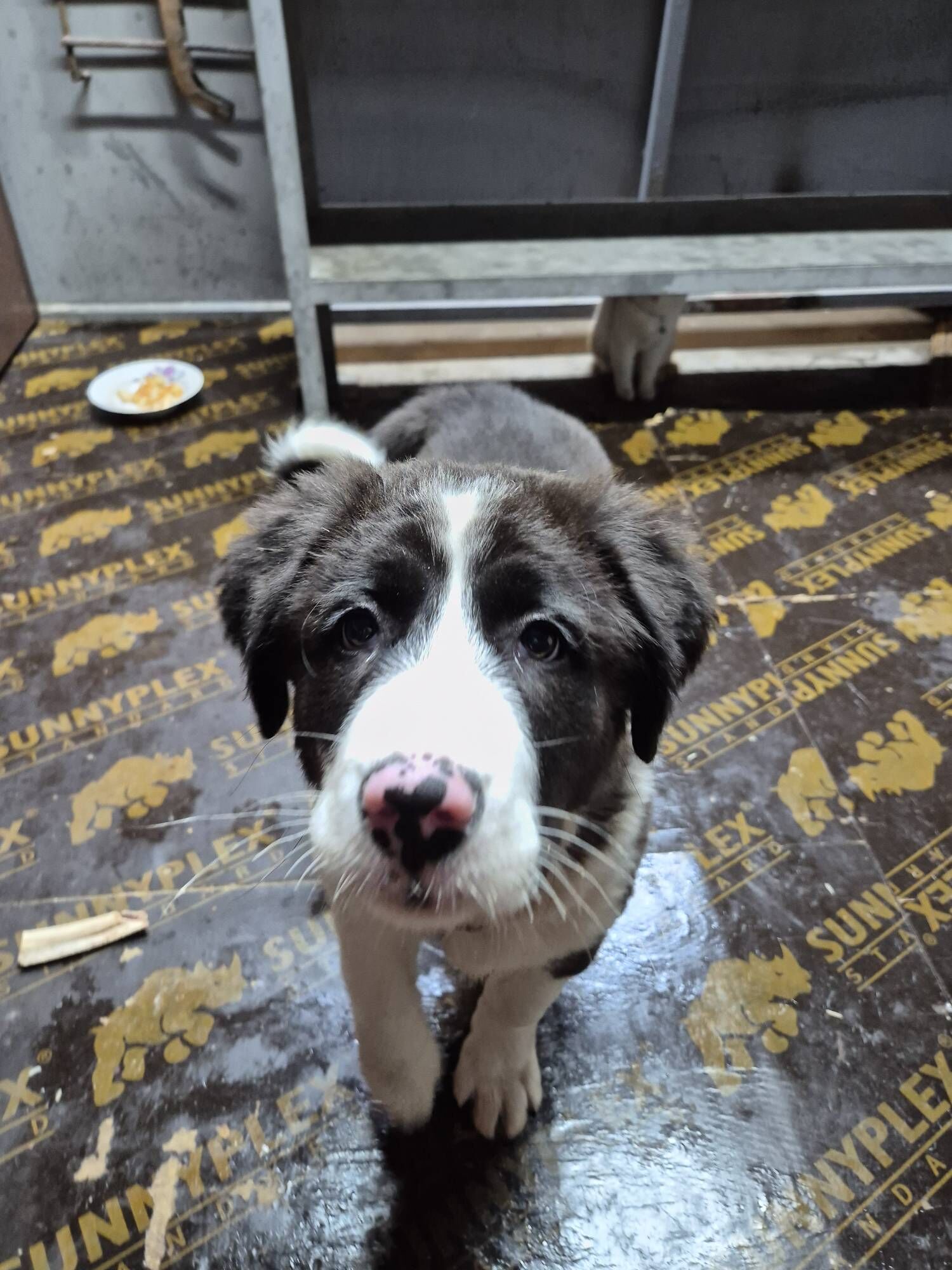 Отдадим щенка в добрые руки - Ашхабад - img 1