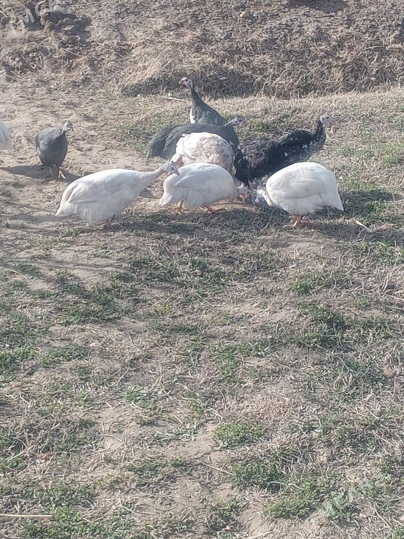 ak sisalka käkilik - Murgap - img 1