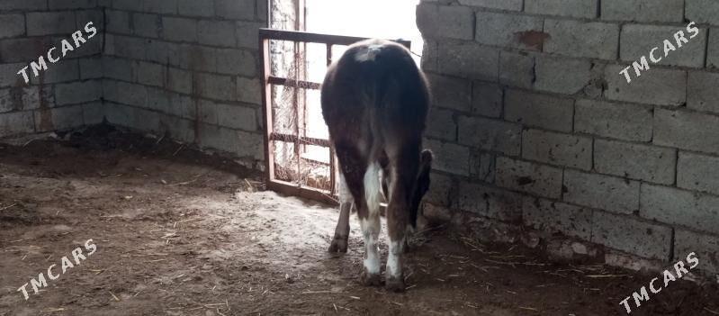 окузче - Balkanabat - img 1