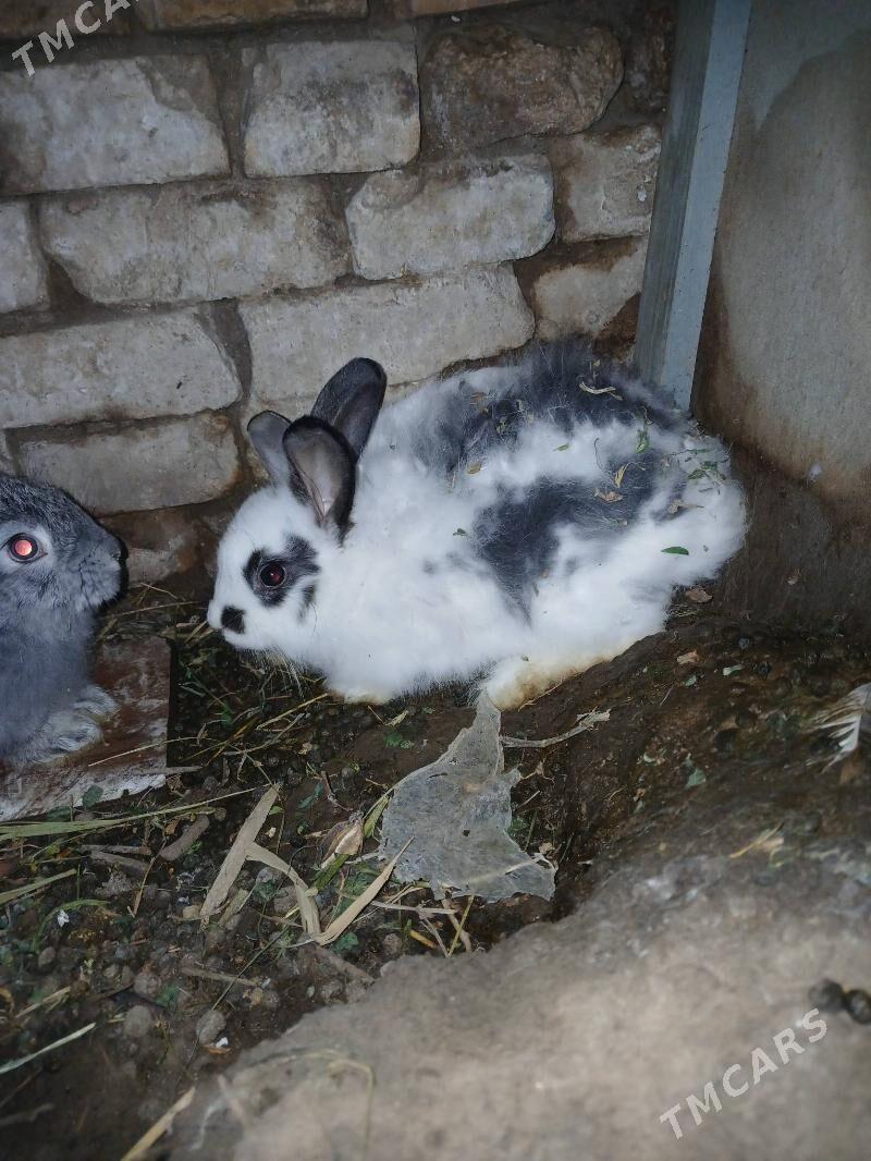 Товшан - Mary - img 1