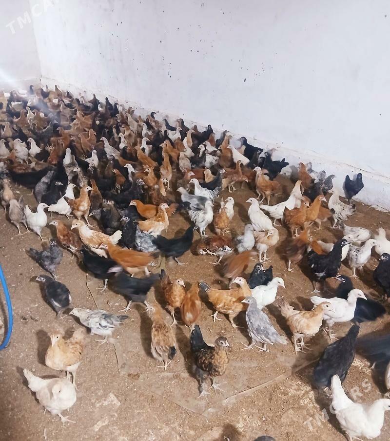 Juyje - Сакар - img 1