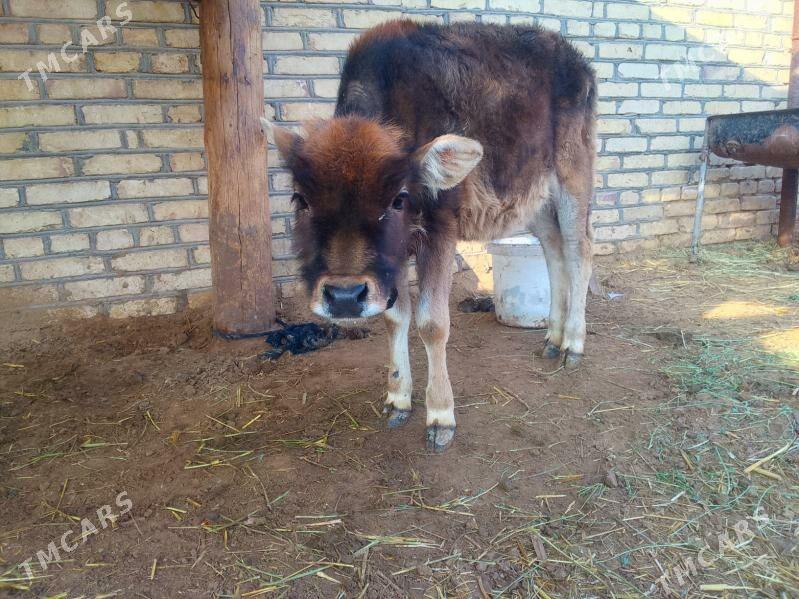 gole - Мары - img 1