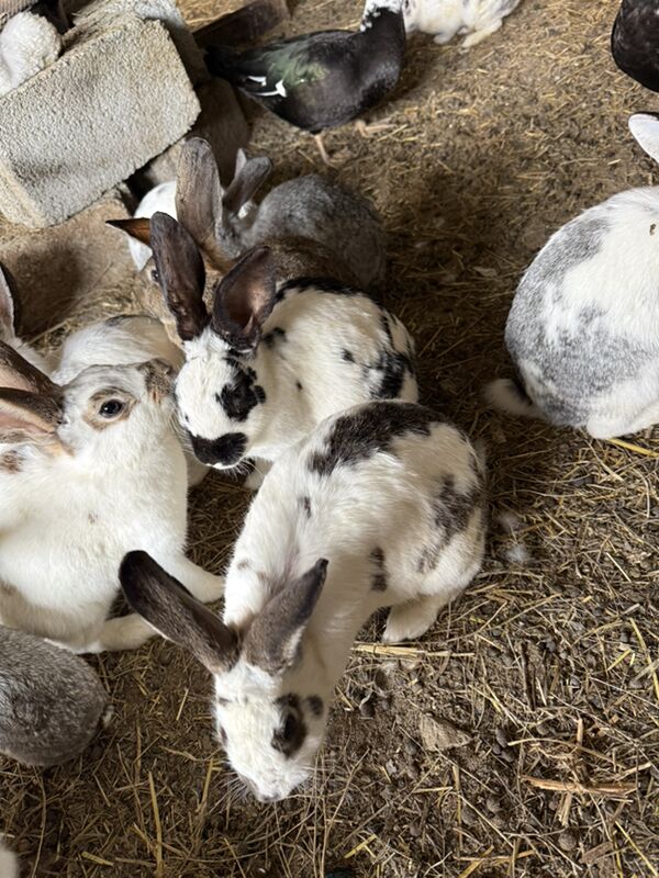 Pol Welikan towsan - Ак-Бугдайский этрап - img 1