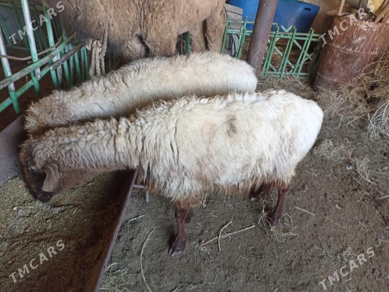 guzuly goýun - Balkanabat - img 1