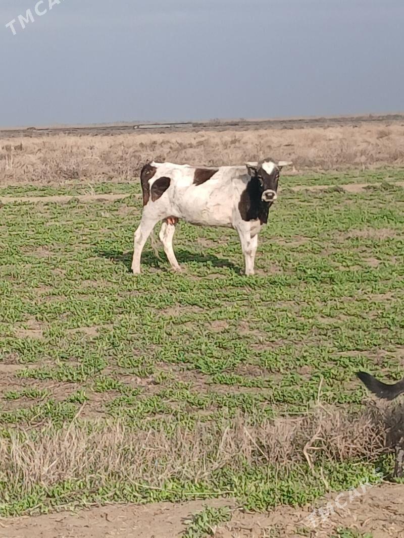 sygyr - Гызыларбат - img 1