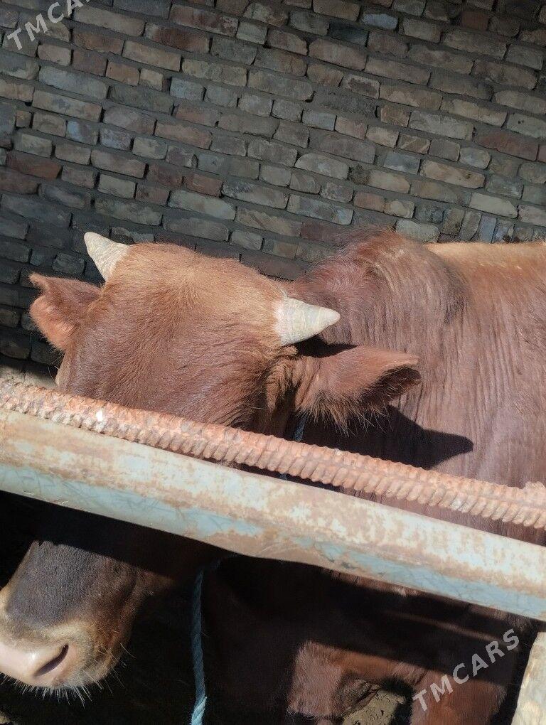 Okuz - Türkmenabat - img 1