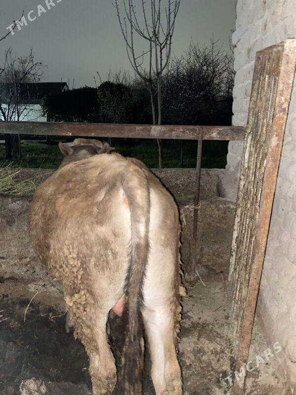 ÖKÜZ - Gökje - img 1