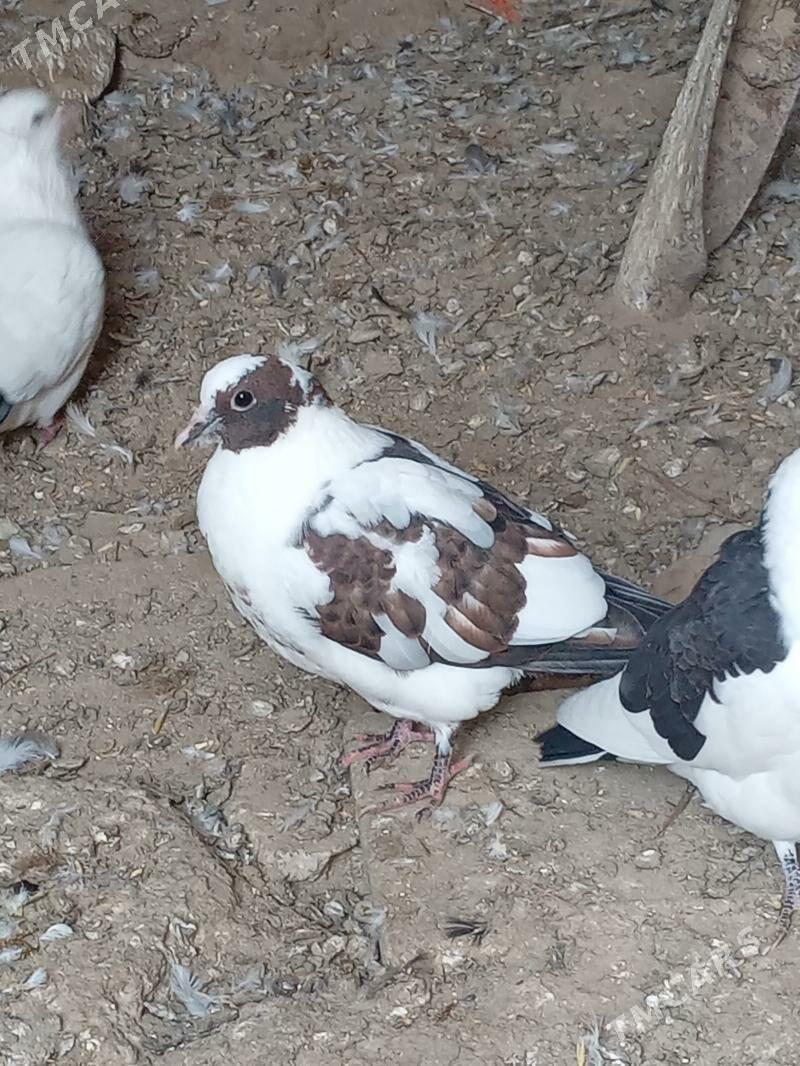 kepder - Магданлы - img 1