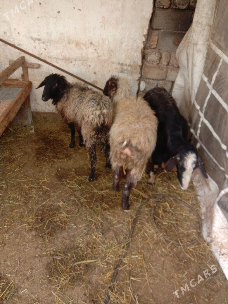 Goyun gecii - Garadamak - img 1