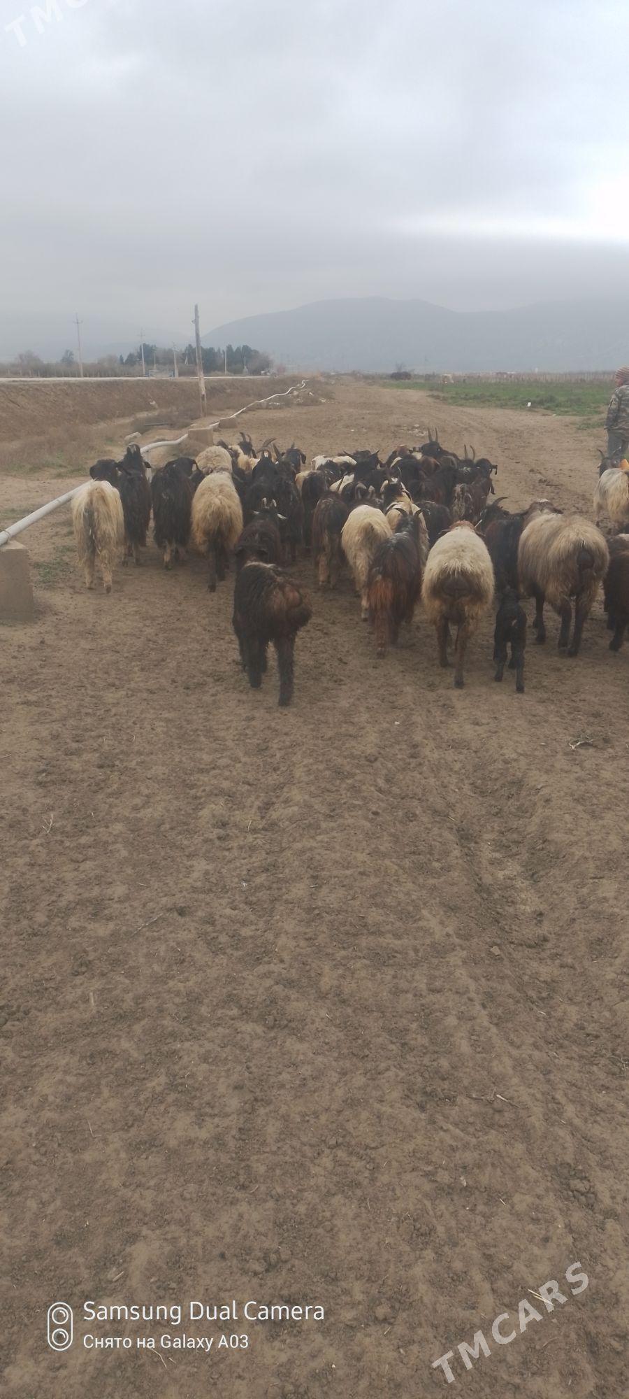 erkeç geçi - Gökdepe - img 1