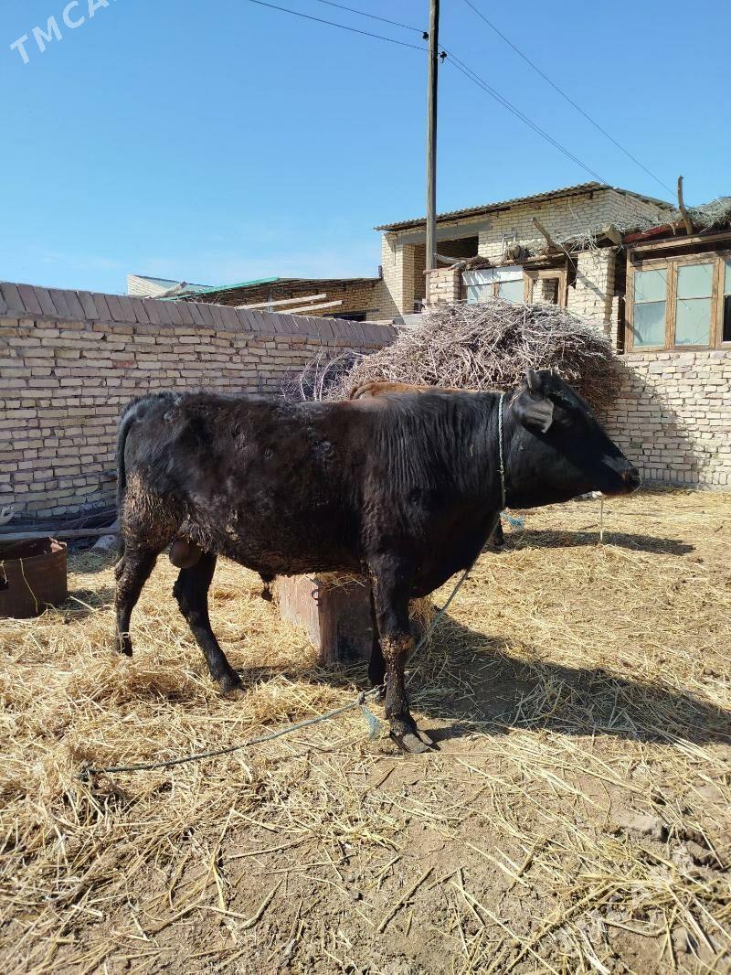 okuzler - Дянев - img 1