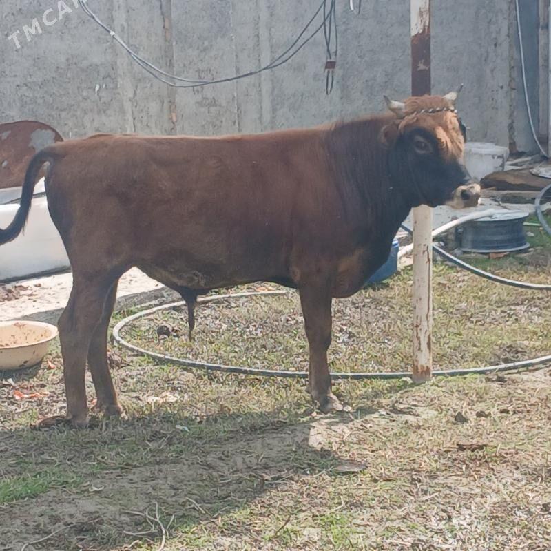 Okuz - Гёкдепе - img 1