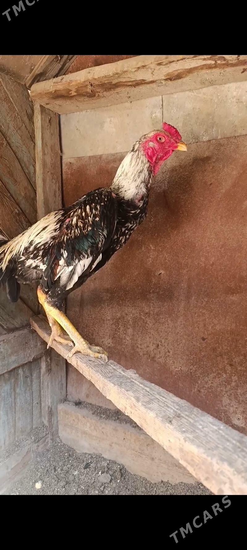 horaz - Çärjew - img 1