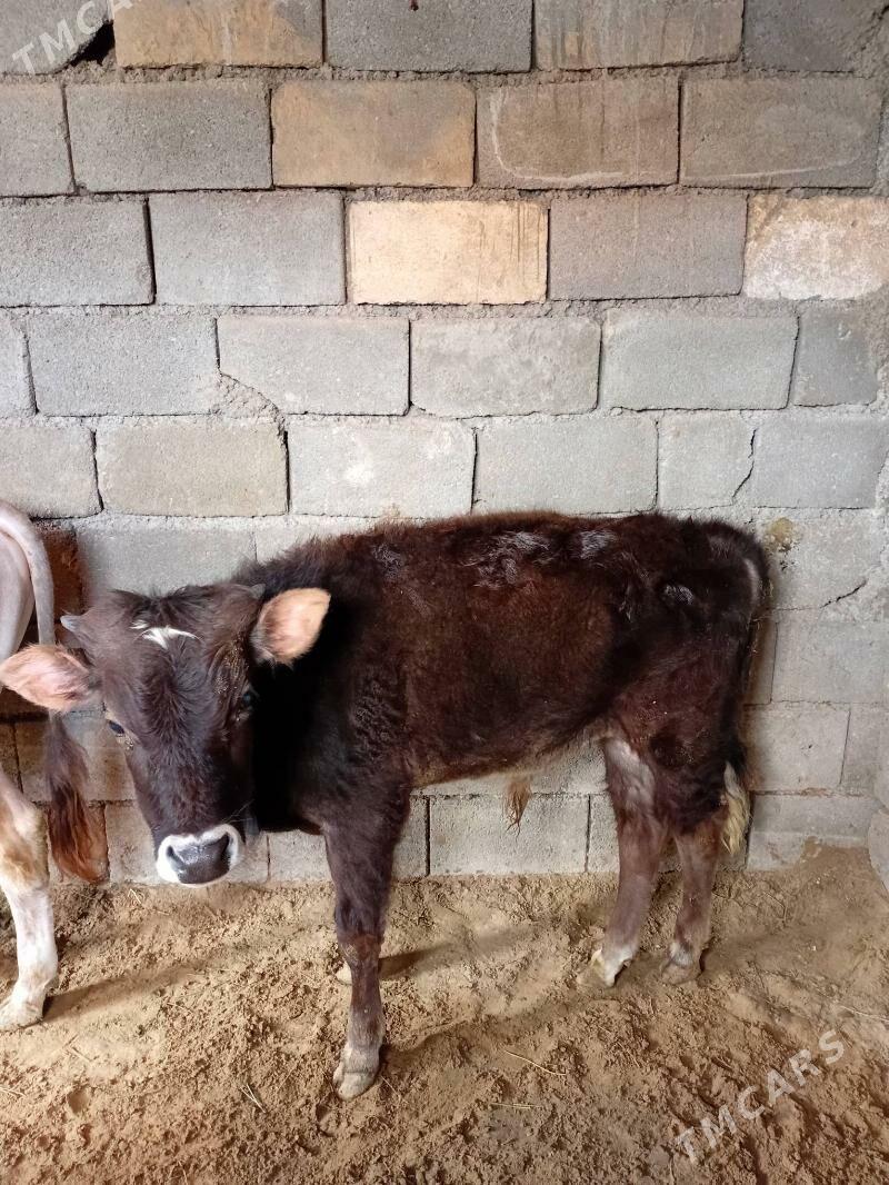 öküz - Багир - img 1