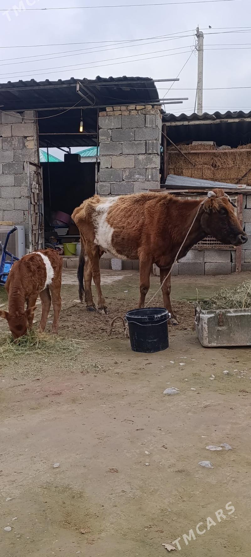 goleli sygyr - Aşgabat - img 1