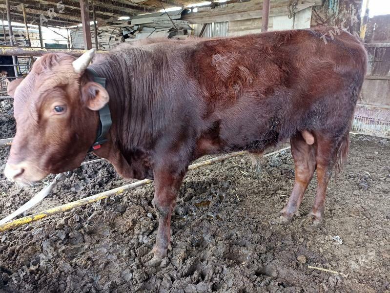 okuz - Wekilbazar - img 1